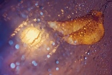 《丑奴儿·书博山道中壁》：却道天凉好个秋