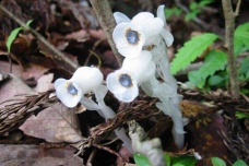 水晶兰植物介绍