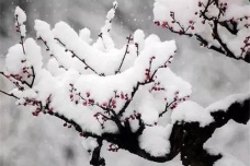 小寒是什么季节