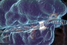 人类的智慧从哪里来