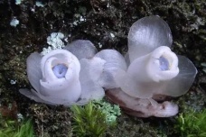 水晶兰植物介绍