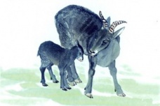 羊的生肖神话与民俗