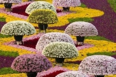 小榄菊花会在哪里