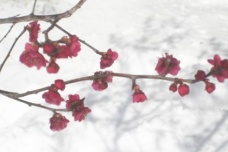 《虞美人·宜州见梅作》译文及赏析