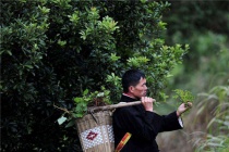 苗族医药真的很厉害吗