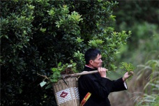 苗族医药真的很厉害吗
