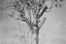 达芬奇是怎么画一棵树的