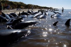鲸鱼集体自杀之谜
