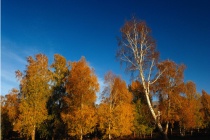 桦树的分布范围和形态特征