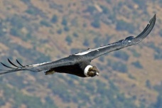 世界上最大的飞禽是什么