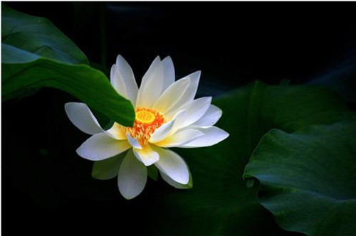 西湖夜放白莲花