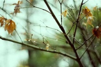 《唐明皇秋夜梧桐雨》内容简介