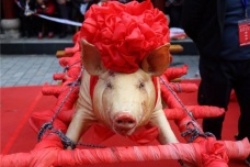 猪的生肖神话与民俗