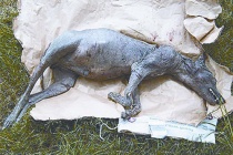 卓柏卡布拉的样本研究