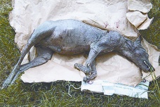 卓柏卡布拉的样本研究