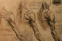 达芬奇的解剖精确度究竟有多高