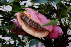 神农架野香蕉能吃吗