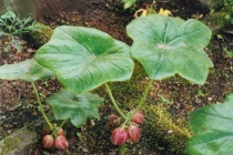 神农架都有哪些珍稀草药