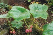 神农架都有哪些珍稀草药