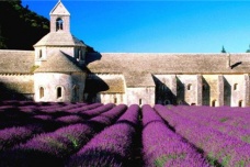 普罗旺斯除了薰衣草还有什么