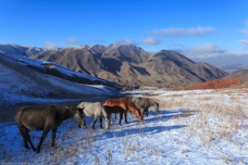 韦应物《调笑令·胡马》赏析