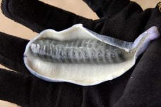 神农架野香蕉能吃吗