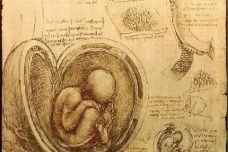 达芬奇的解剖精确度究竟有多高