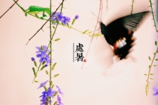 处暑时节的天气特点和农事指南