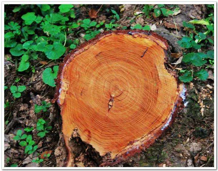 树的年轮之谜