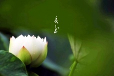 关于夏至时节的诗词