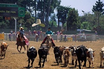 智利的圈牛节是做什么的