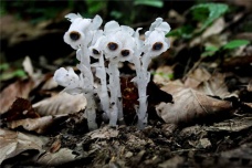 水晶兰植物介绍