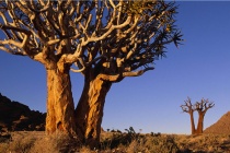 南非吃人树之谜