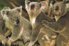 澳大利亚国宝是什么动物