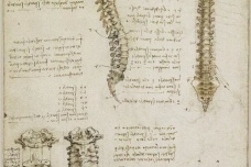 达芬奇的解剖精确度究竟有多高