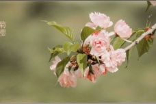 日本国花到底是樱花还是菊花