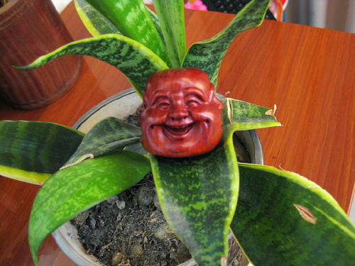 植物也有喜怒哀乐