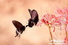 中国历史十大爱情故事：个个都是经典 哪一个让你动容