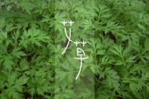 艾草文化的起源