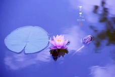 关于夏至时节的诗词