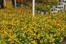 迎春花市的来历