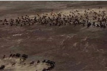 萨尔浒之战明朝为什么败得这么惨