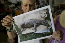 卓柏卡布拉的传闻解释