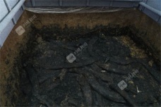 四川没有大象三星堆的100多根象牙哪来的