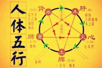 五行在生理方面的应用