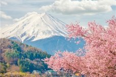 樱花是如何成为日本象征的