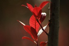 顾况红叶传情的爱情故事