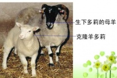 克隆羊多莉的诞生