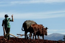 立夏时节的农业管理