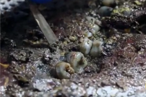 海昏侯墓中刘贺为什么只剩牙了